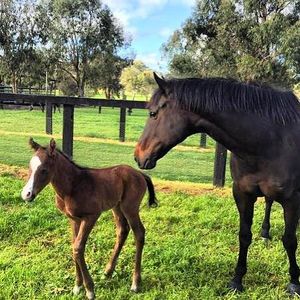 Image post by @australianturfclub on Instagram