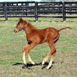 Image post by @spendthriftfarm on Instagram