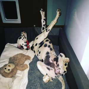 Image post by @snaffle_it on Instagram
