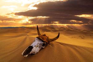Image post by @Discovery on Twitter
