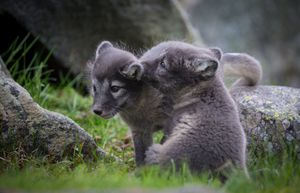 Image post by @AnimalPlanet on Twitter
