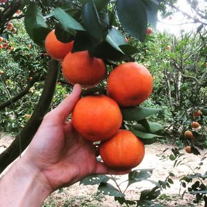 Image post by @unclemattsorganic on Instagram
