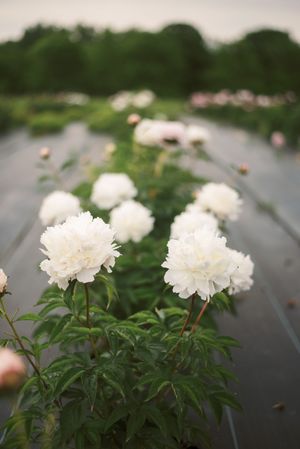 Image post by @magnoliahillfarm on Instagram