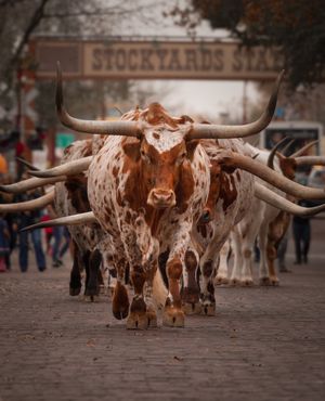 Image post by @fortworthsports on Instagram