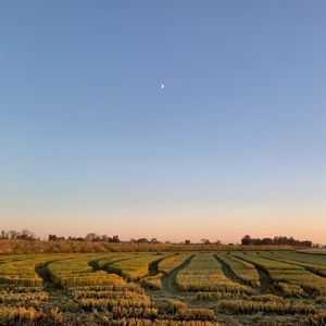 Image post by @lundbergfarms on Instagram