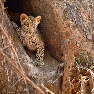 Image post by @chiawasafaris on Instagram