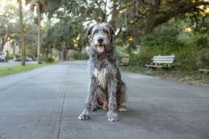 Image post by @thesavannahwolfhound on Instagram