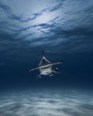Image post by @discovery on Instagram