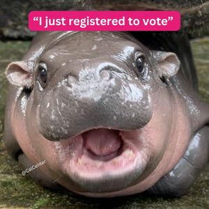 Image post by @rockthevote on Instagram