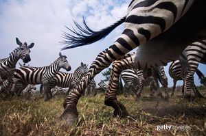Image post by @gettyimages on Instagram