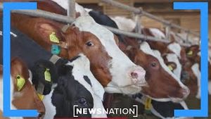 Video post by @newsnation on YouTube