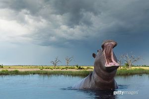 Image post by @gettyimages on Instagram
