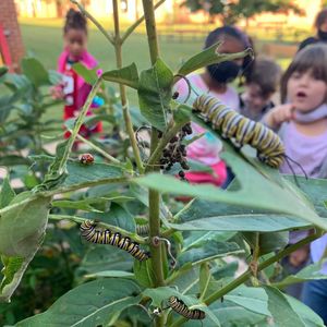 Image post by @kidsgardening on Instagram