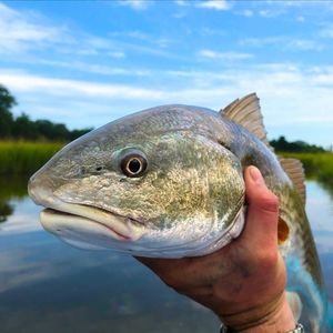 Image post by @toadfishoutfitters on Instagram