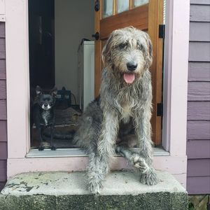 Image post by @thesavannahwolfhound on Instagram