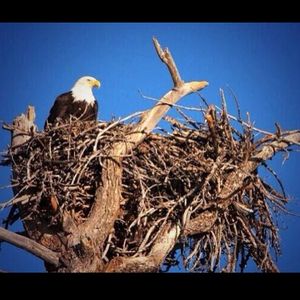 Image post by @fgcu_vb on Instagram