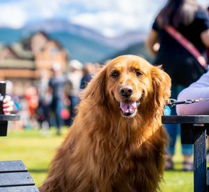 Image post by @winterparkresort on Instagram
