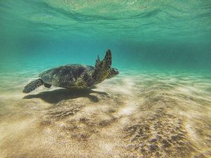 Image post by @olukai on Instagram
