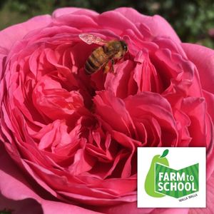 Image post by @kidsgardening on Instagram