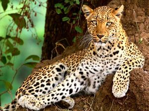 Image post by @chiawasafaris on Instagram