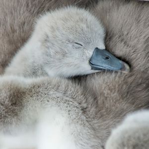 Image post by @animalplanet on Instagram