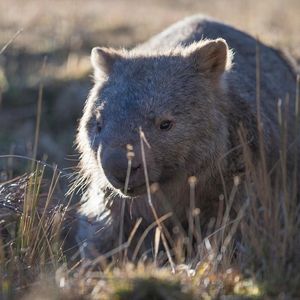 Image post by @animalplanet on Instagram