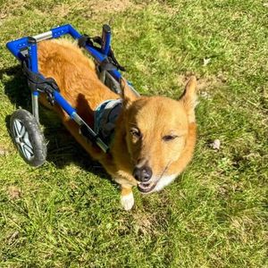 Image post by @walkinpets on Instagram