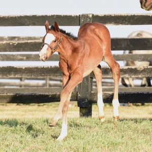 Image post by @spendthriftfarm on Instagram