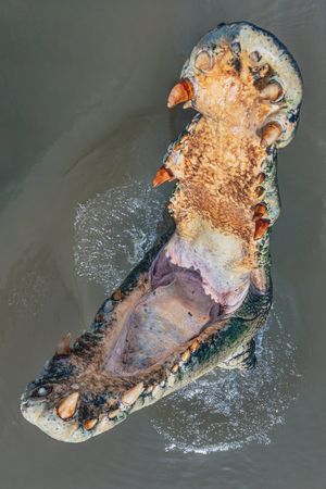 Image post by @Discovery on Twitter