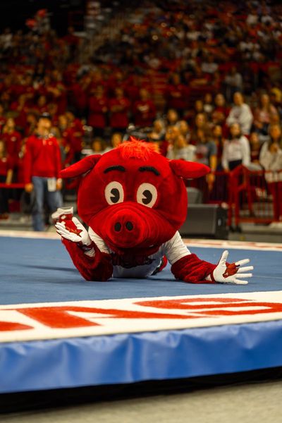 Image post by @HogsPlus on Twitter