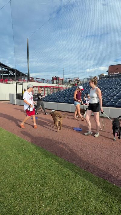 Video post by @gosquirrels on TikTok