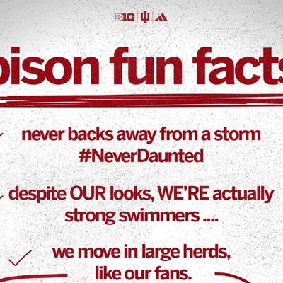 Image post by @hoosierthebison on Instagram