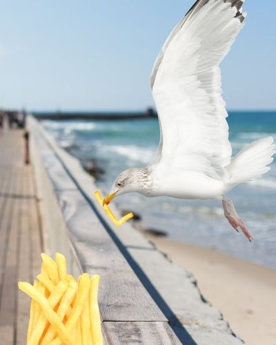 Image post by @sjbarracuda on Twitter