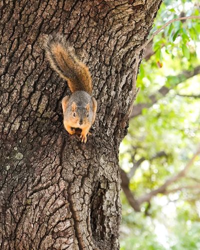 Image post by @utaustintx on Instagram