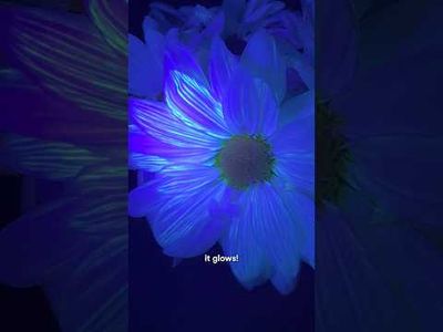 Video post by @KiwiCo on YouTube