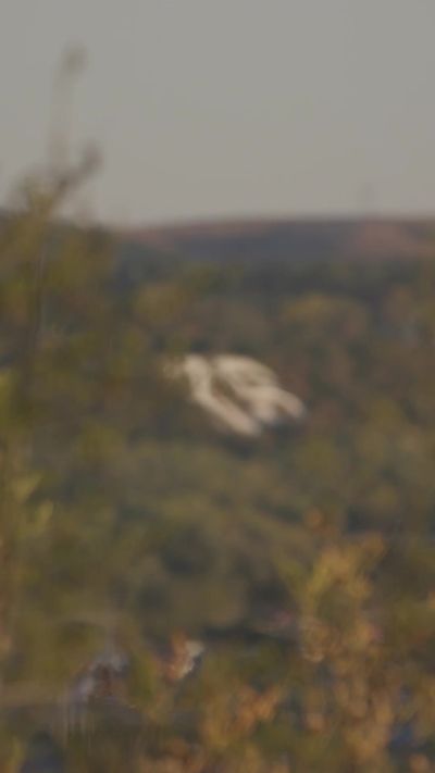 Video post by @kstateofficial on TikTok