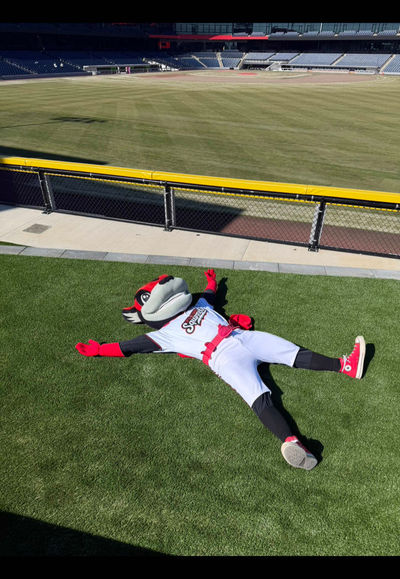 Video post by @gosquirrels on TikTok