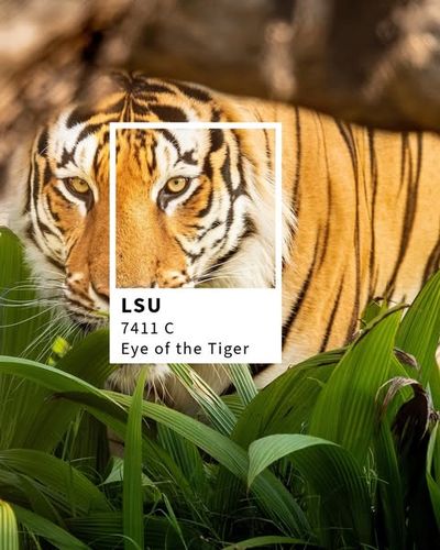 Image post by @lsu on Instagram