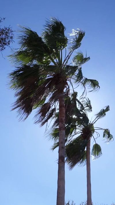 Video post by @AuburnSoftball on Twitter