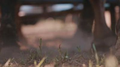 Video post by @prca_prorodeo on Instagram