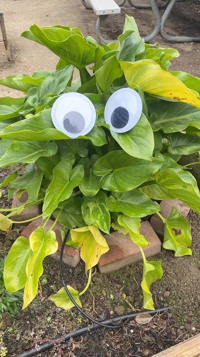 Video post by @ucdavishousing on Instagram