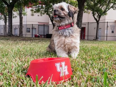 Image post by @uhcougarsoccer on Instagram