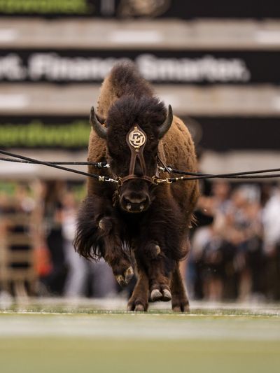 Video post by @CUBuffs on Twitter