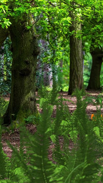 Video post by @pokemongo on TikTok