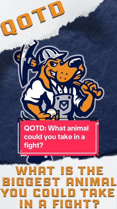 Video post by @midlandrockhounds on TikTok