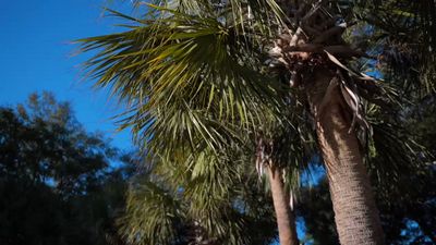 Video post by @LipscombMBB on Twitter