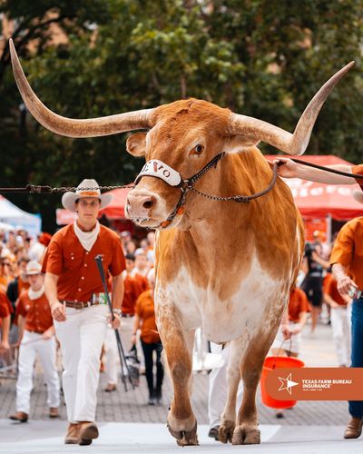 Image post by @texaslonghorns on Instagram