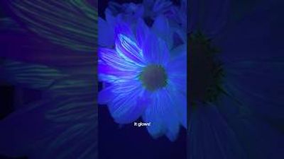 Video post by @kiwico on YouTube