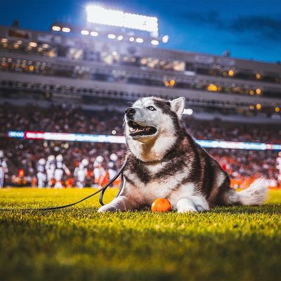 Image post by @uconnhuskies on Instagram