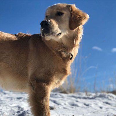 Manchego “Manny” the Golden